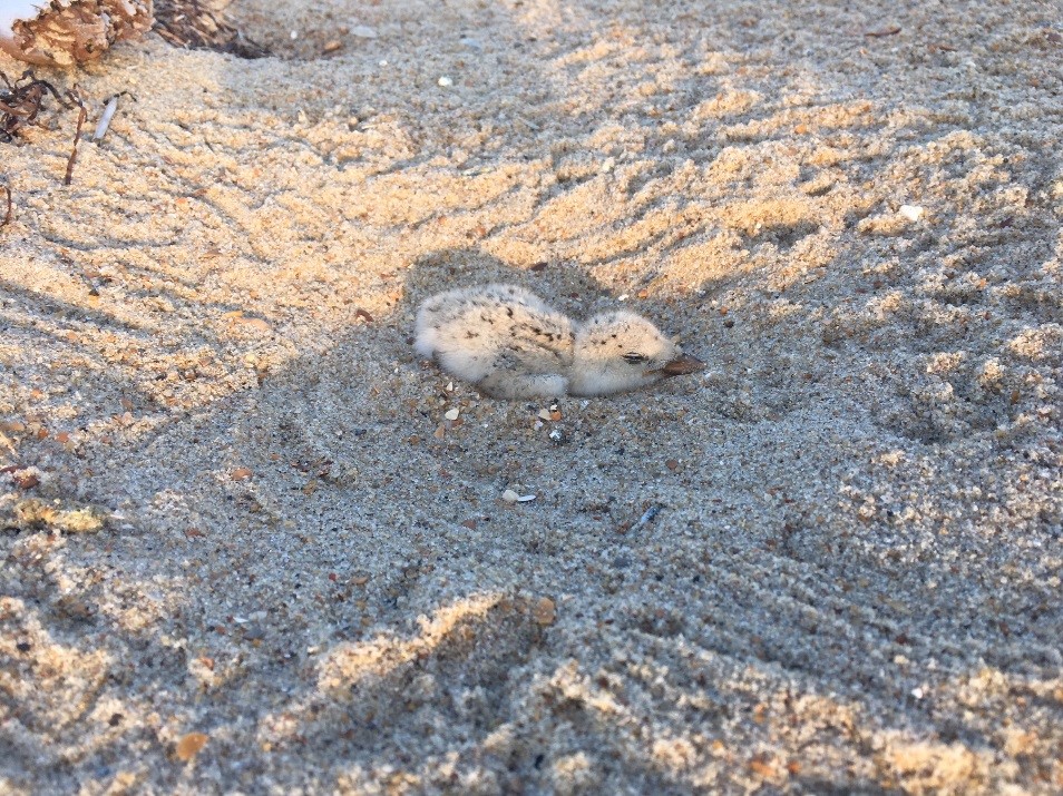 Photo of a black skimmer chick south of Ramp 44 in Buxton.