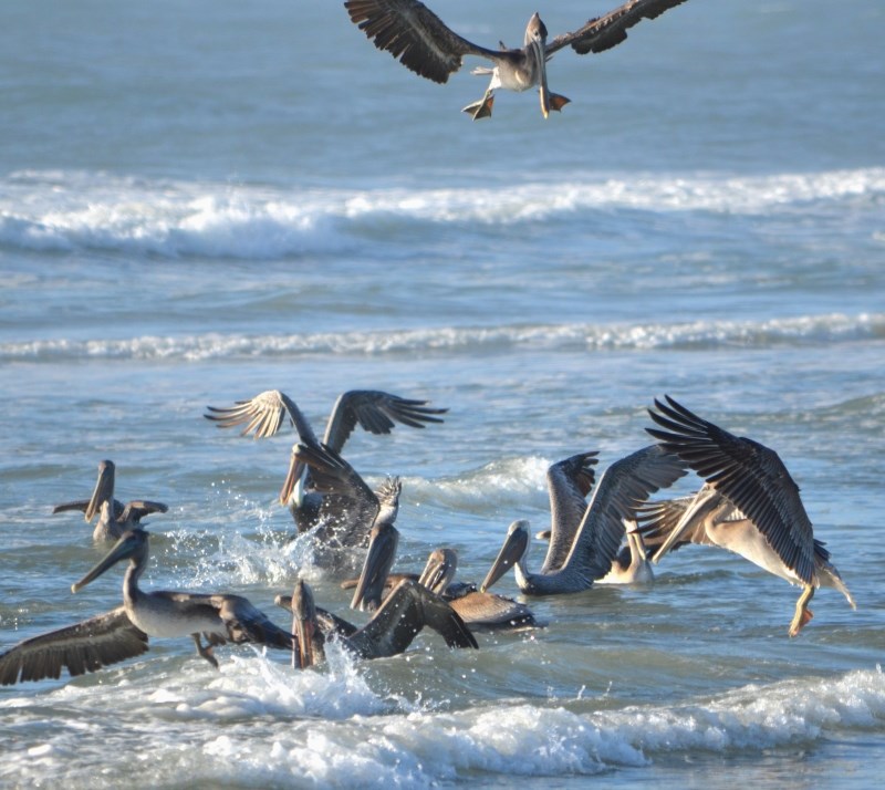 Brown Pelicans participate in a feeding frenzy right in the surf zone on South Point. Several brown pelicans seeks food near the shoreline.
