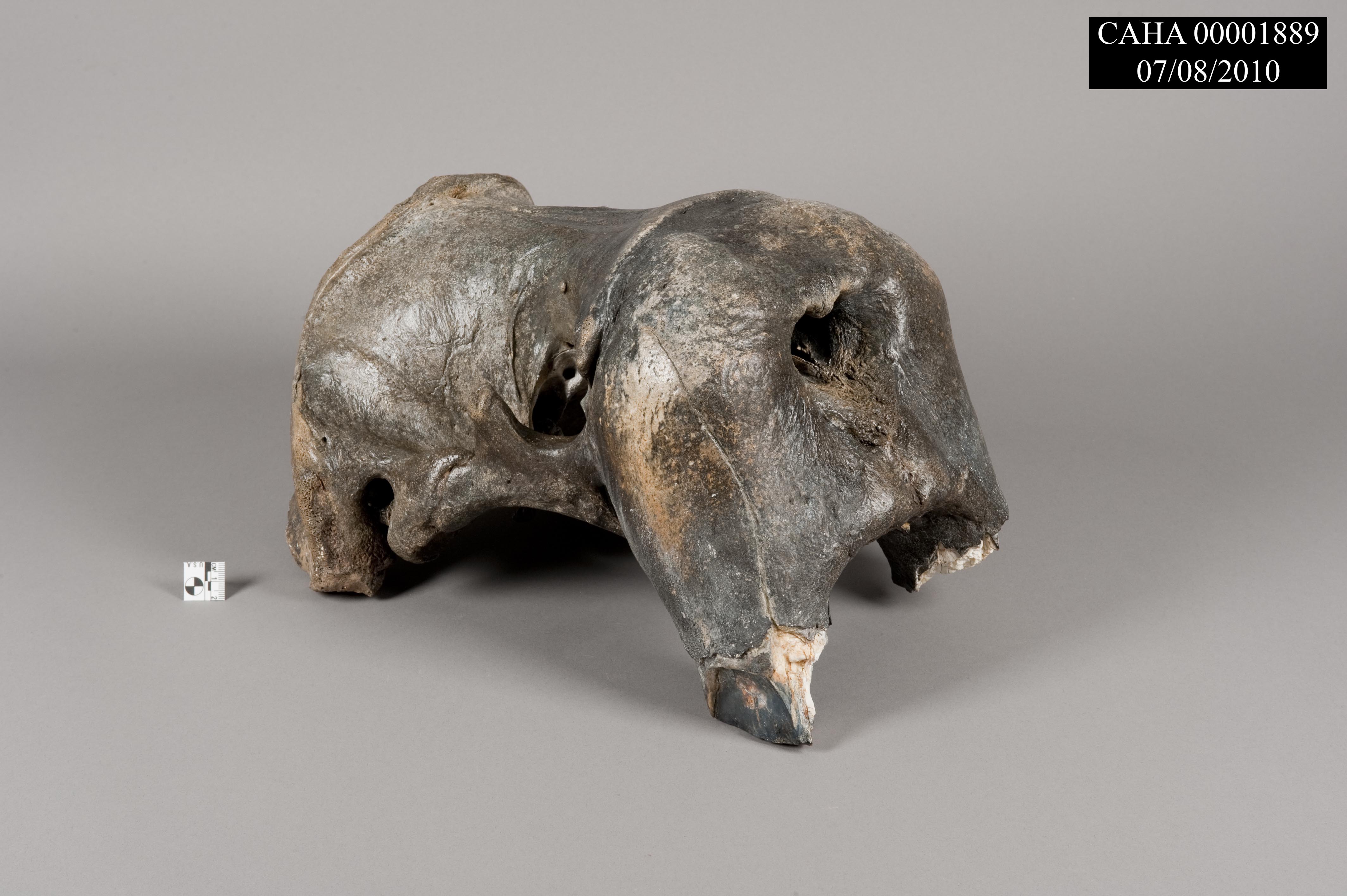 Photo of a fossilized walrus skull thought to be over 36,000 years old. Photo of a fossilized walrus skull thought to be over 36,000 years old.
