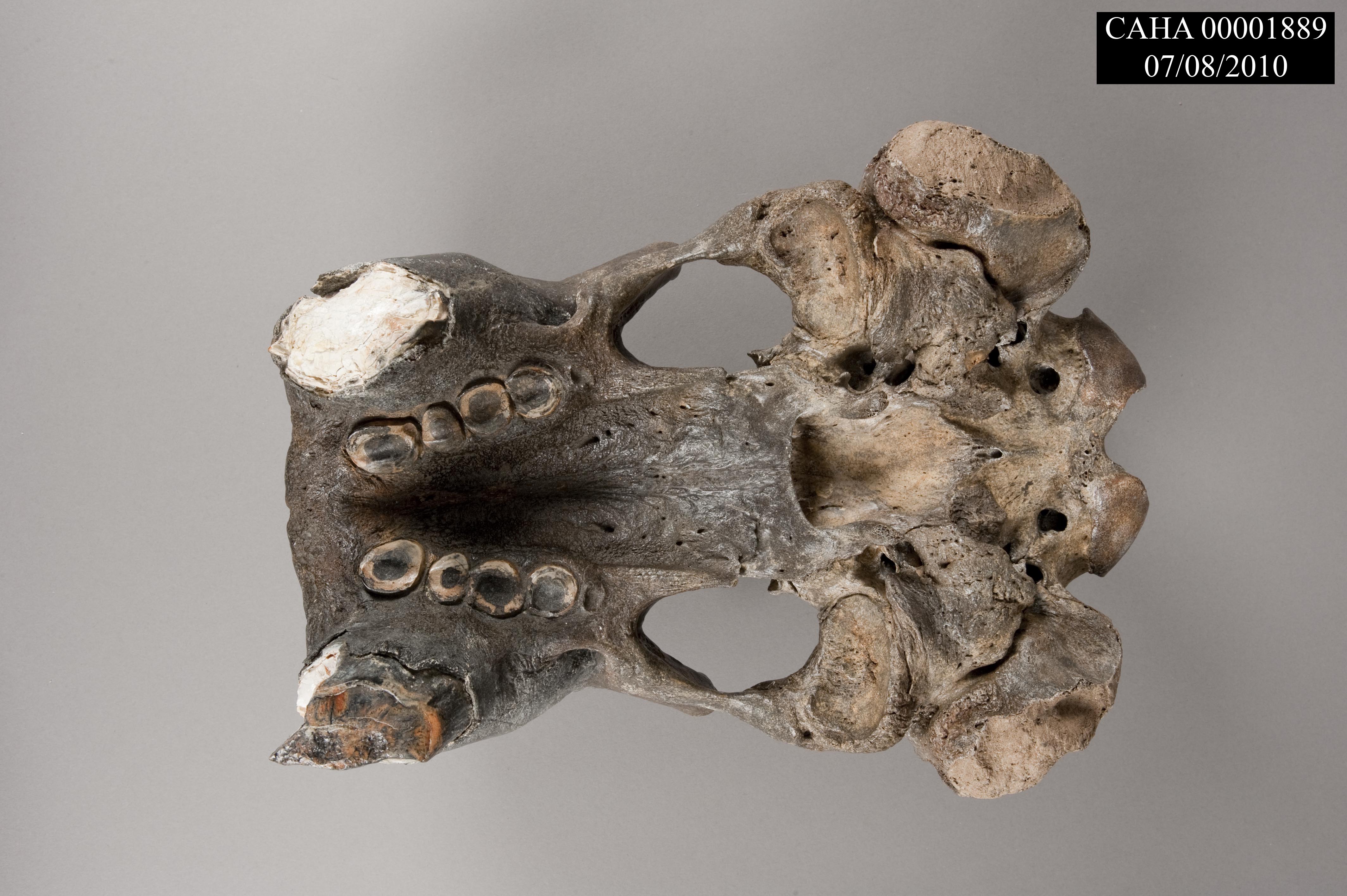 Photo of a fossilized walrus skull thought to be over 36,000 years old. Photo of a fossilized walrus skull thought to be over 36,000 years old.