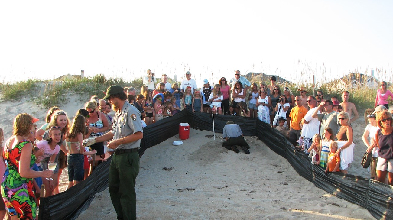 Seashore visitors view a sea turtle nest excavation.