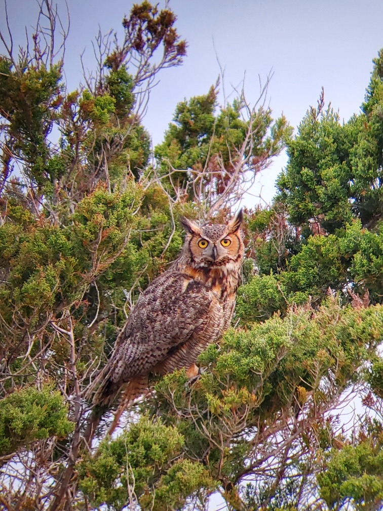 Great horned own near Ramp 59 on Ocracoke Island.