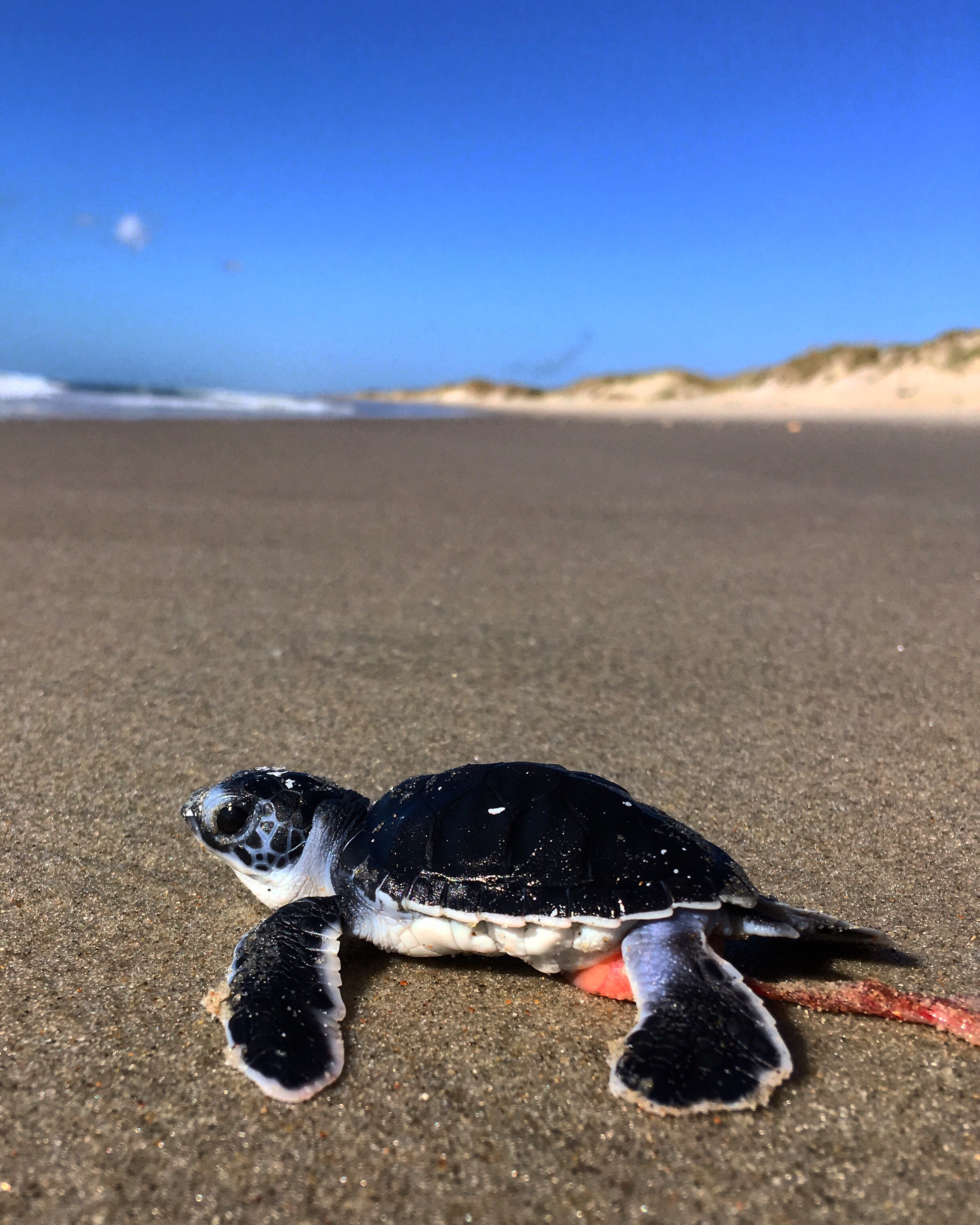 Green sea turtle hatchling with yolk sac attached on Ocracoke Island.
