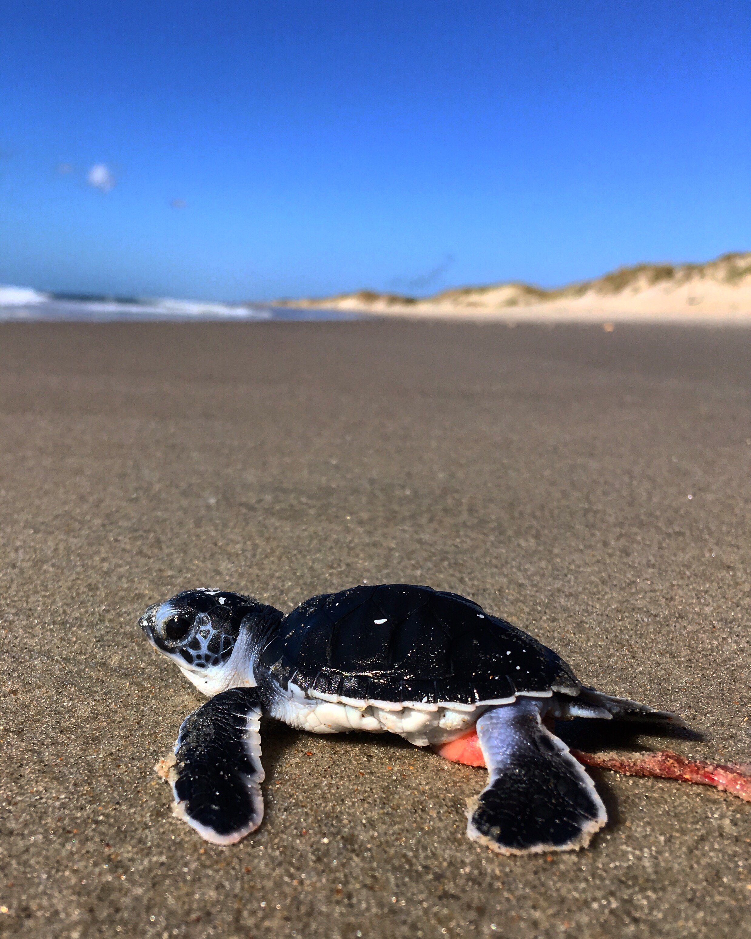 Green sea turtle hatchling with yolk sac attached on Ocracoke Island. Green sea turtle hatchling with yolk sac attached on Ocracoke Island.