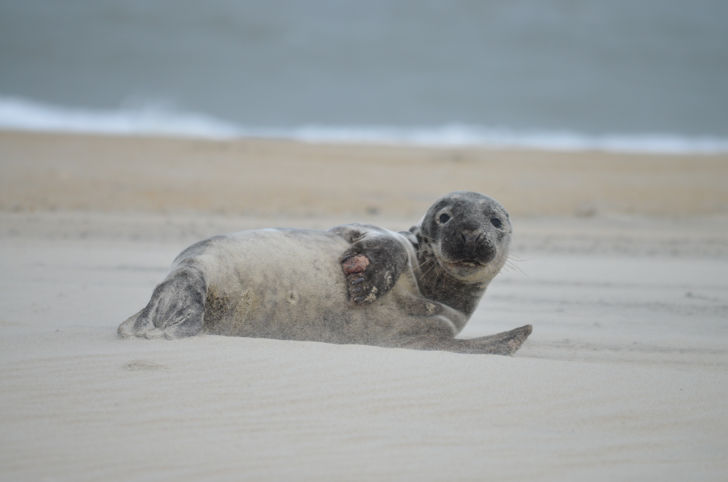 Hauled-out grey seal on a Salvo beach.