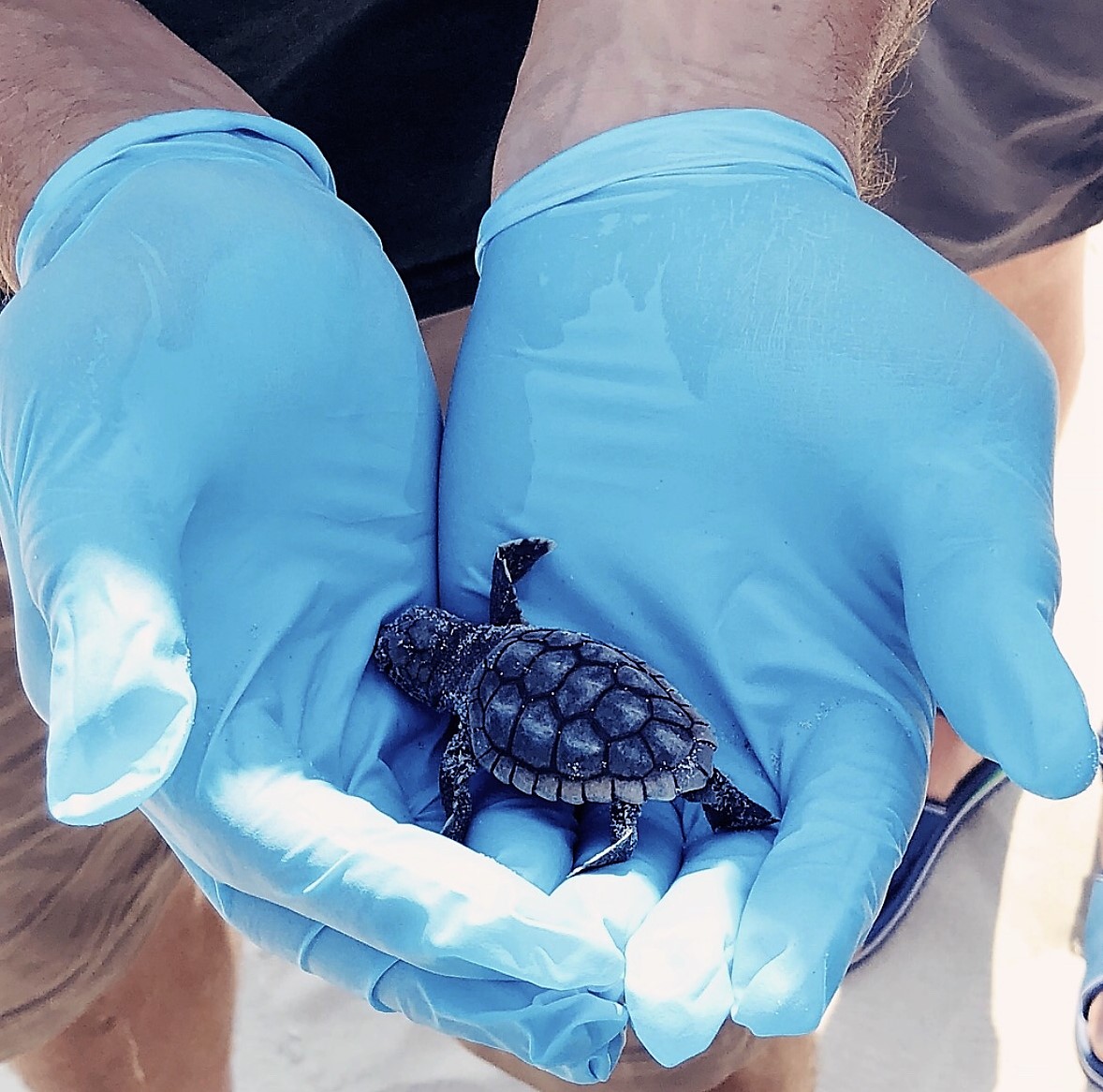 Cape Hatteras National Seashore biotech holding a baby Loggerhead sea turtle.