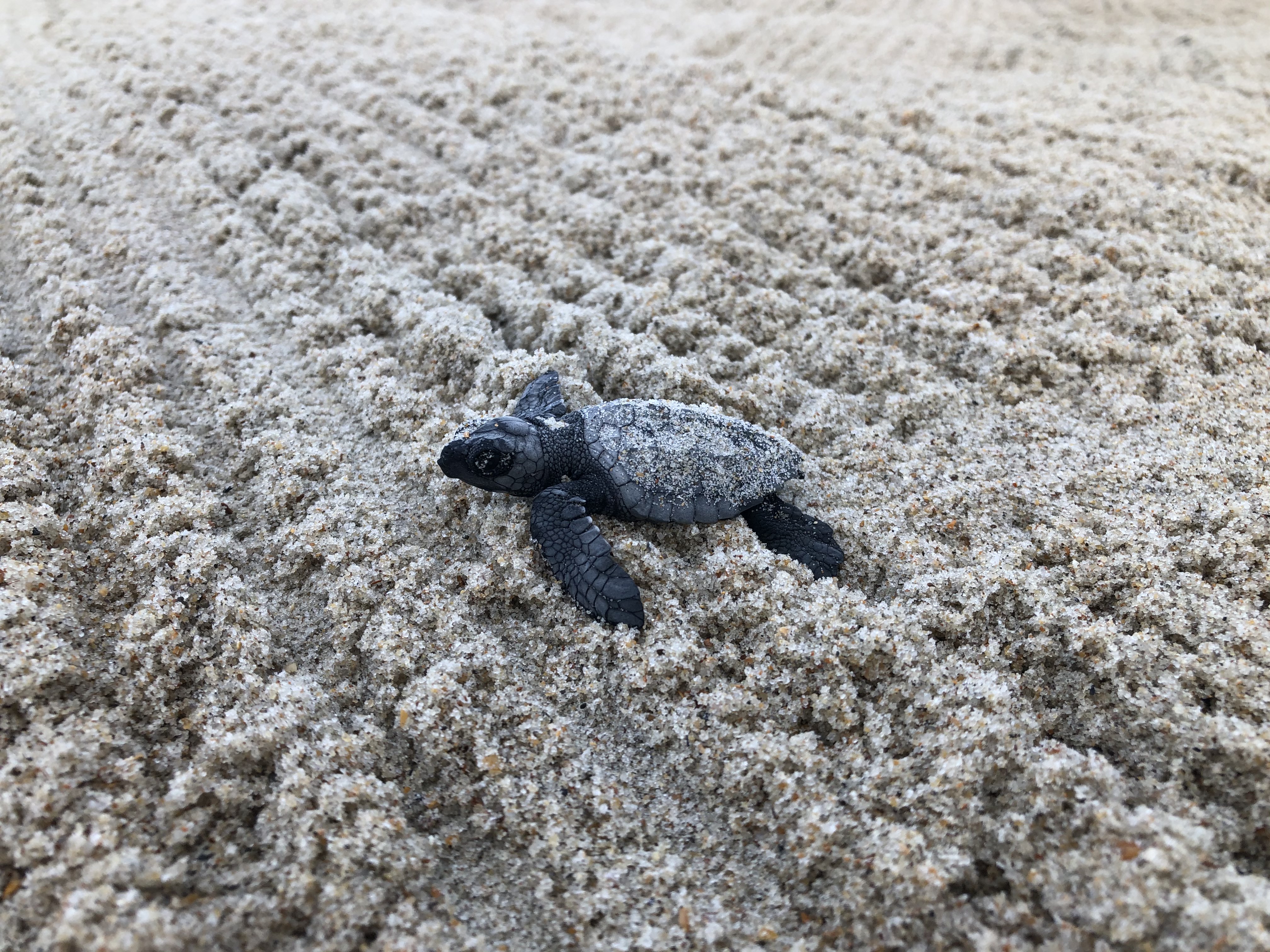 Kemps Ridley hatchling south of Ramp 55 08-25-2020 Kemp's Ridley sea turtle hatching on its way to the ocean.