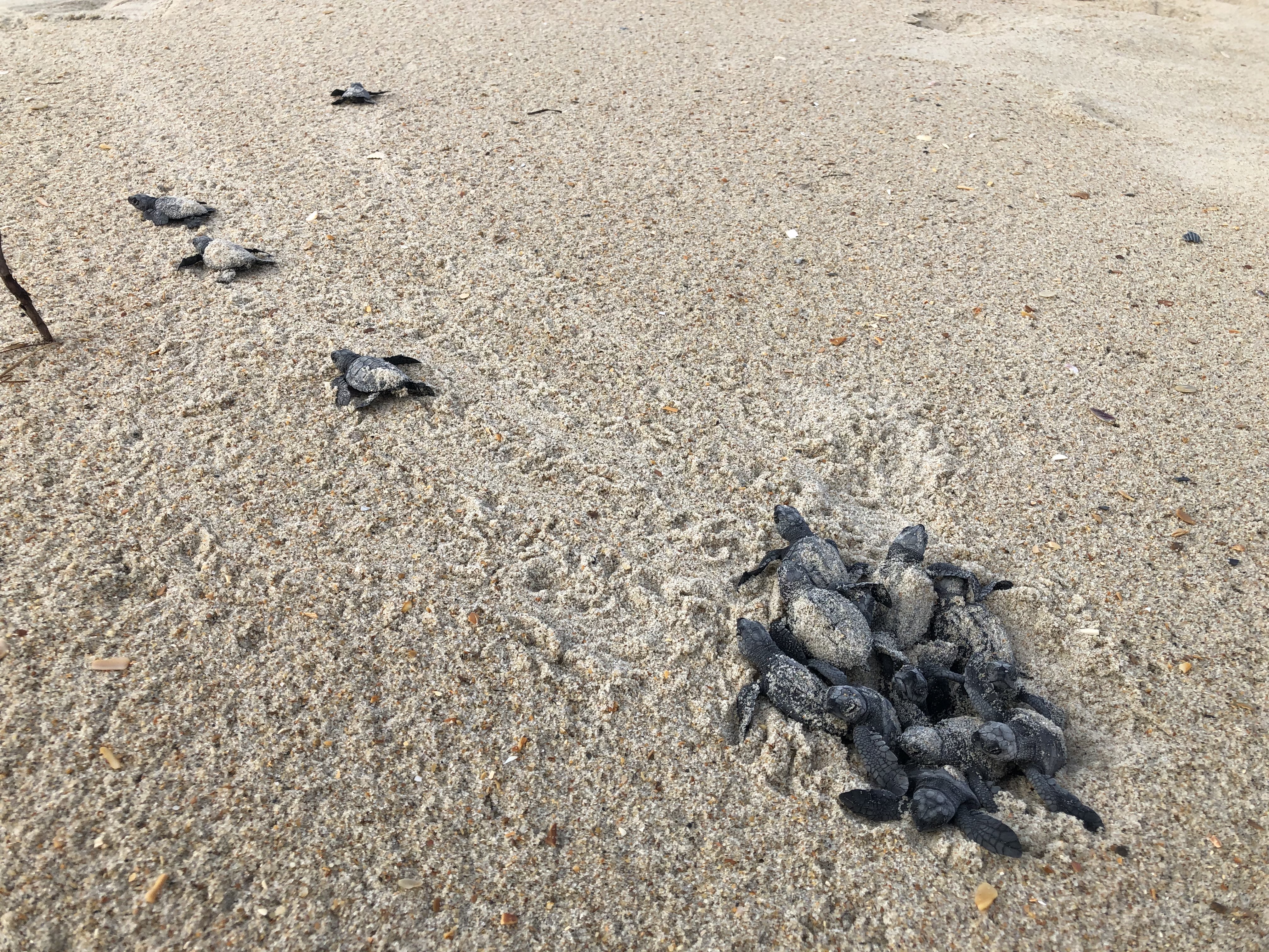 Kemps Ridley nest hatch south of Ramp 55 08-25-2020 Many Kemp's Ridley sea turtle hatchlings emerge from sand and crawl toward the Atlantic Ocean.