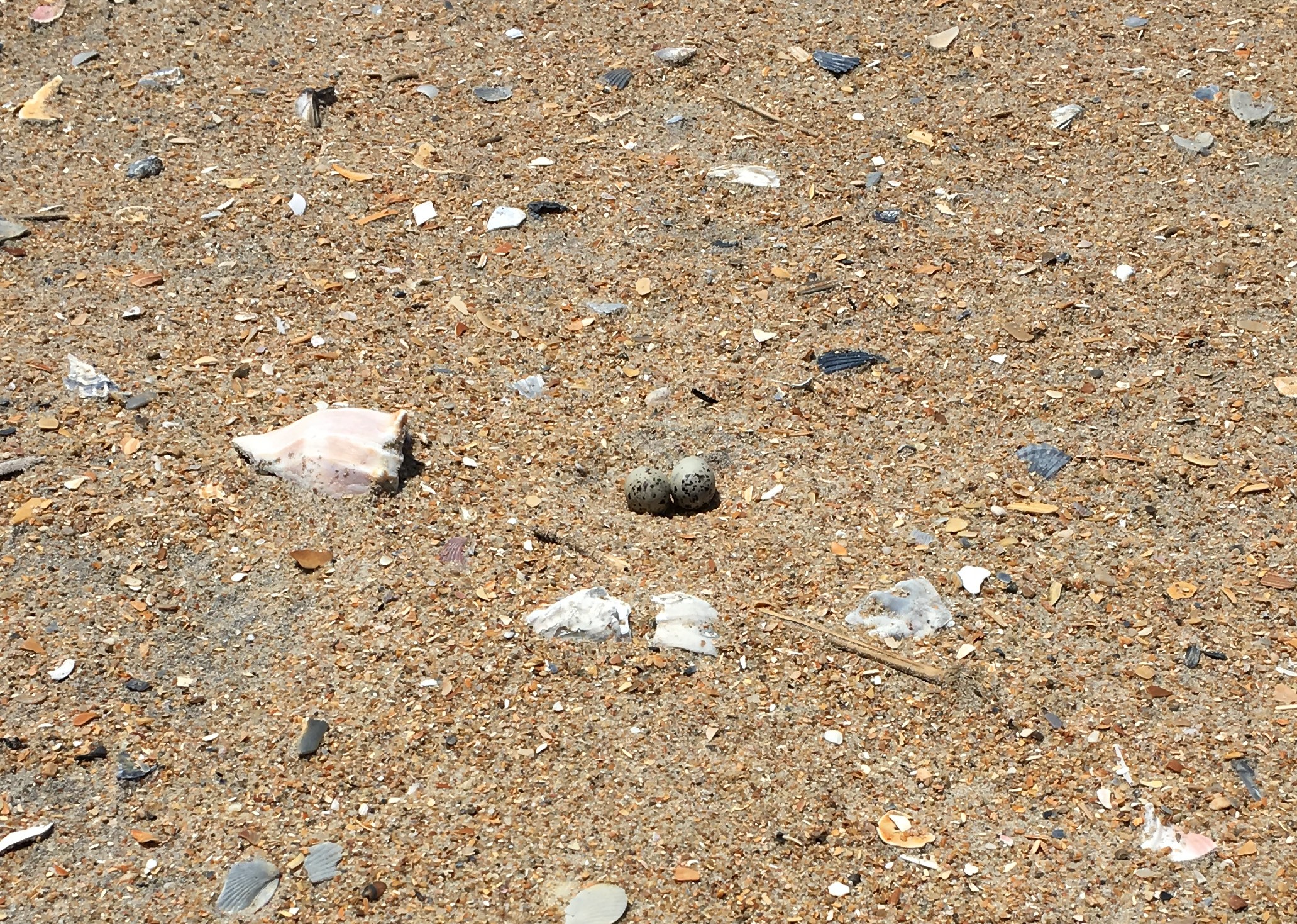 Two least tern eggs at Cape Point.