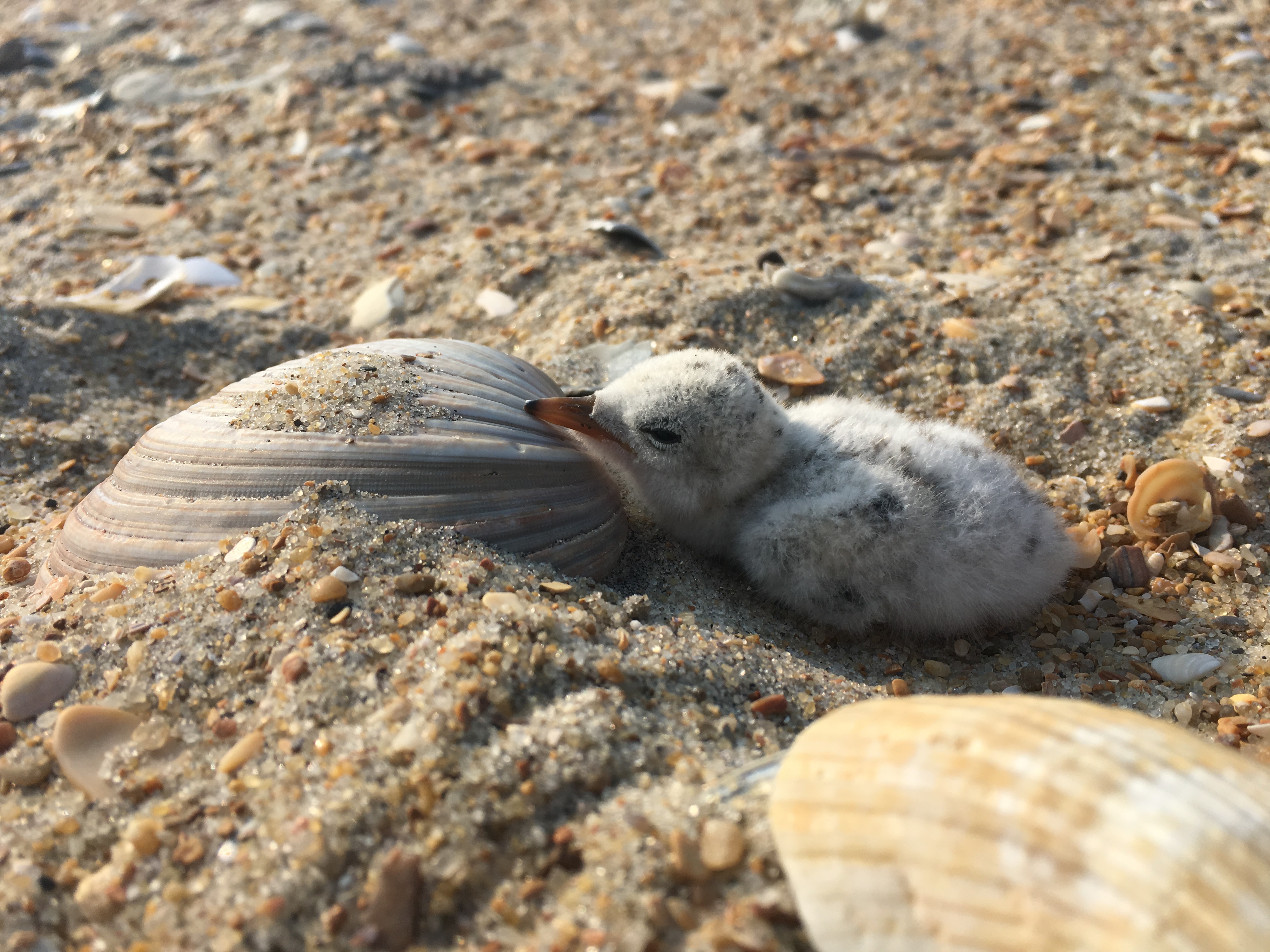 Least tern chick at Cape Point.