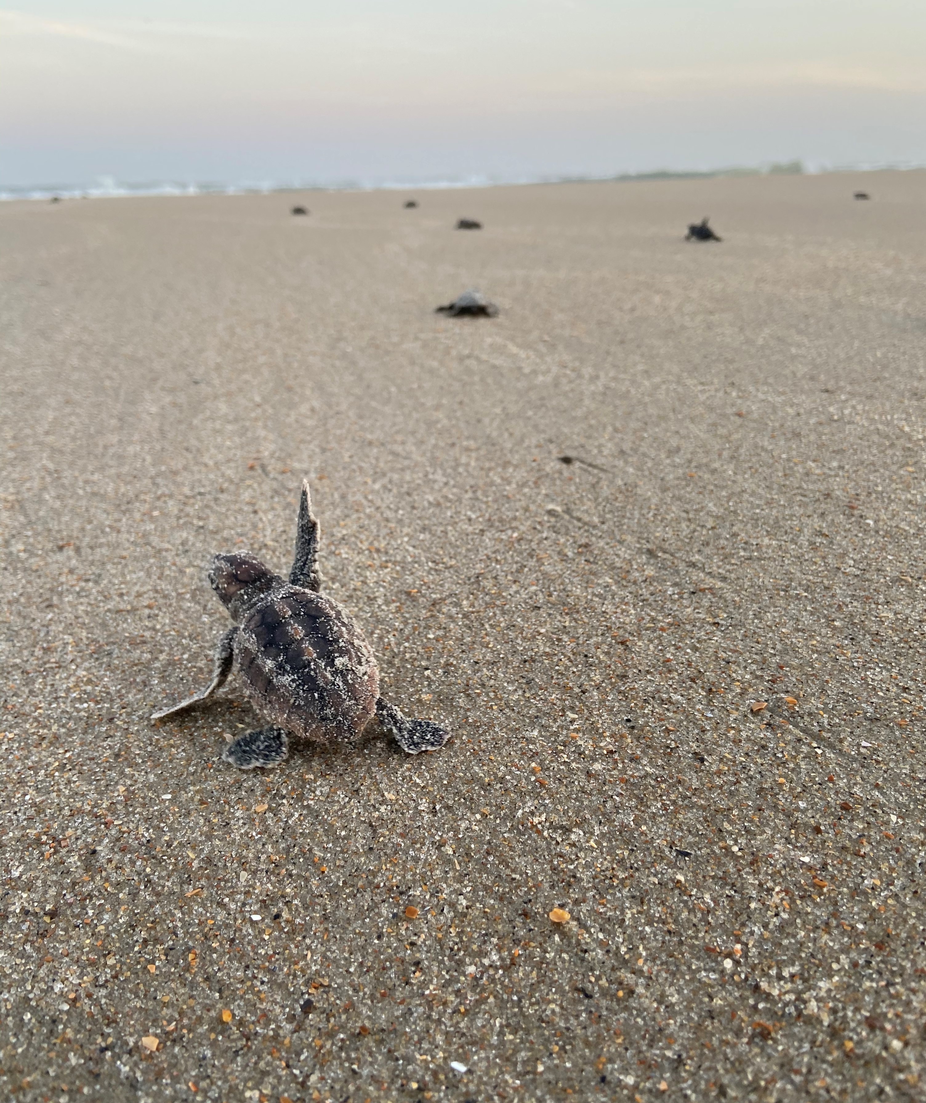 Loggerhead sea turtle hatchling on Ocracoke Island has a question. Loggerhead sea turtle hatchling raising its right flipper while traveling across beach toward Atlantic Ocean.