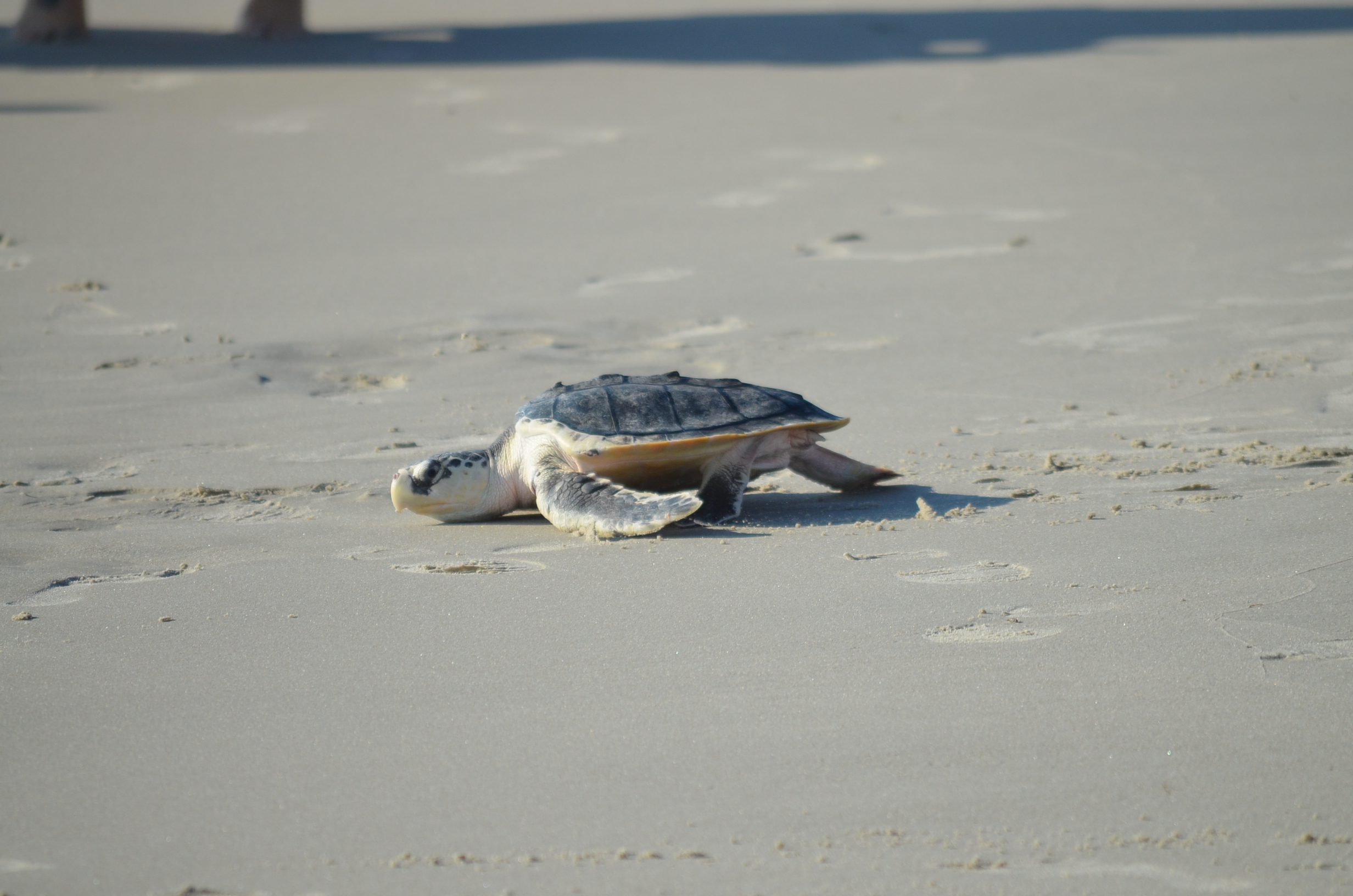Loggerhead sea turtle on its way to the ocean during a sea turtle release.