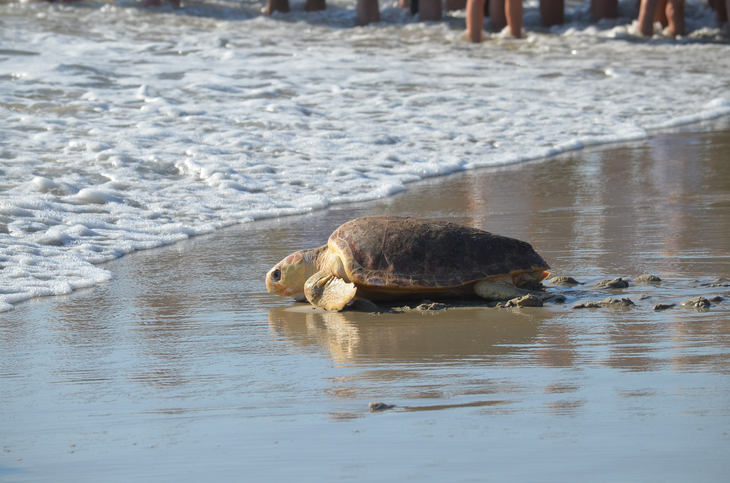 Sea turtle release at Coquina Beach 
