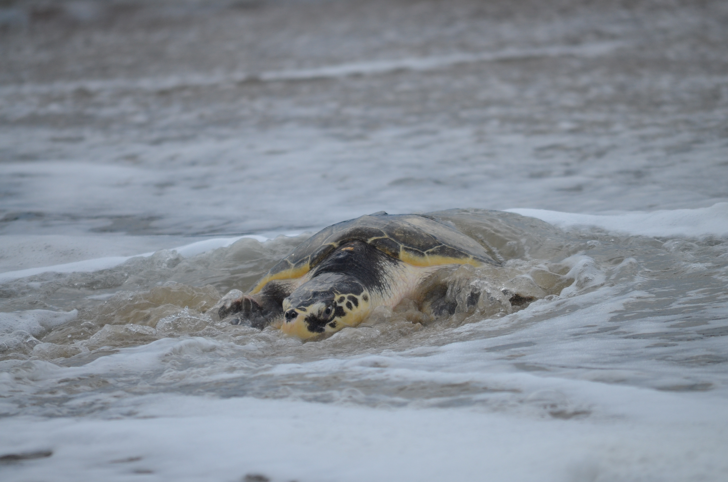 Sea turtle entering the Atlantic Ocean during a sea turtle release event.