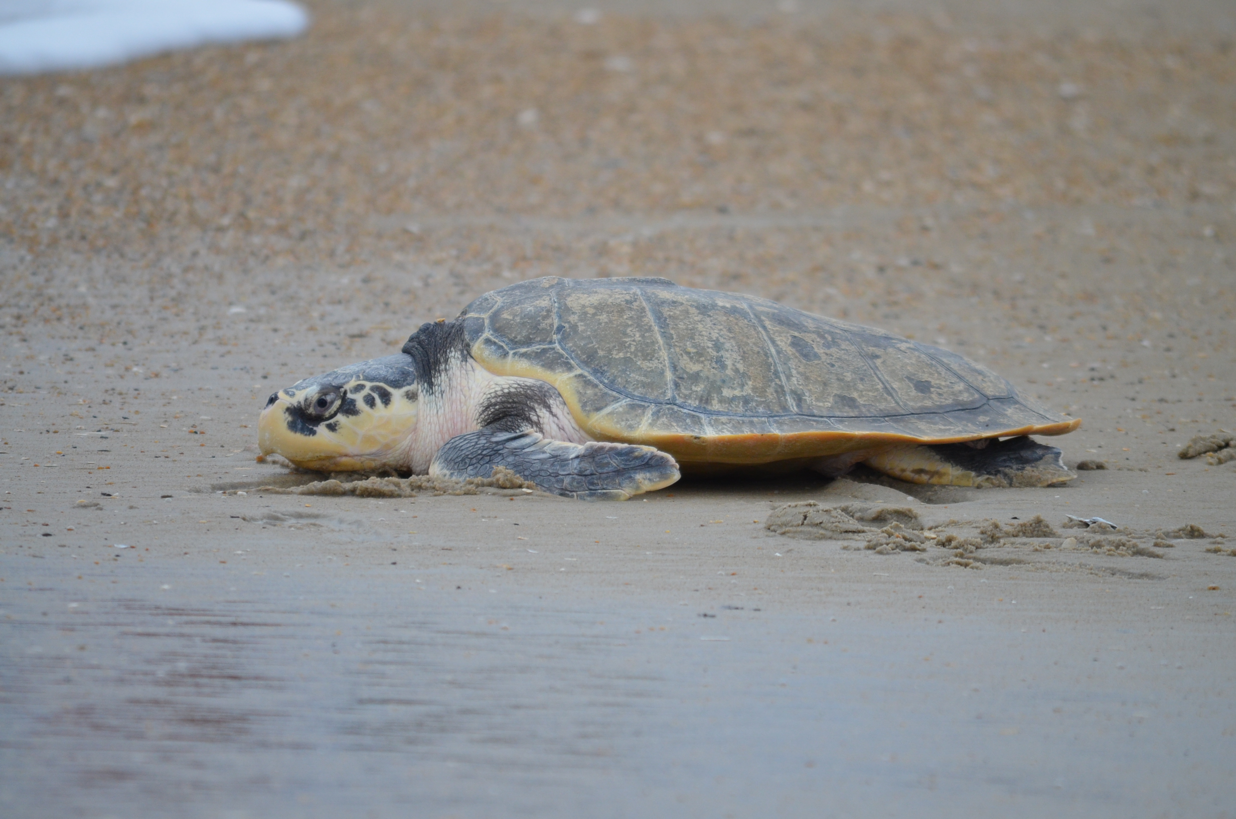 Sea turtle crawling toward the ocean after a sea turtle release event.