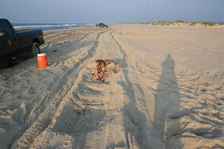 A dead sea turtle on an Ocracoke Island beach.