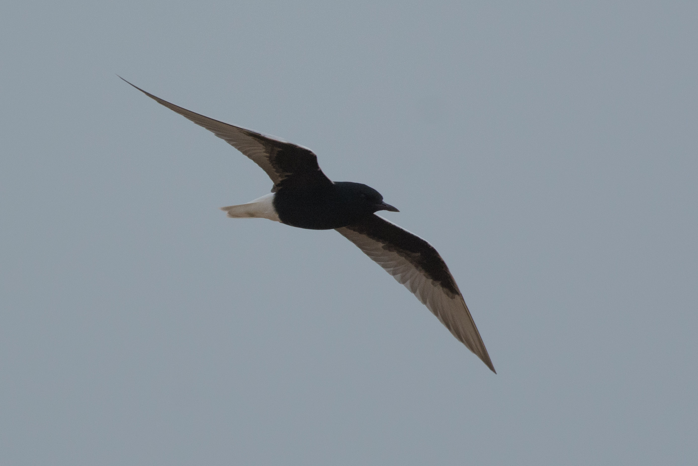 White-winged tern spotted near Ramp 44 in Buxton. Color photo of a white-winged tern flying.