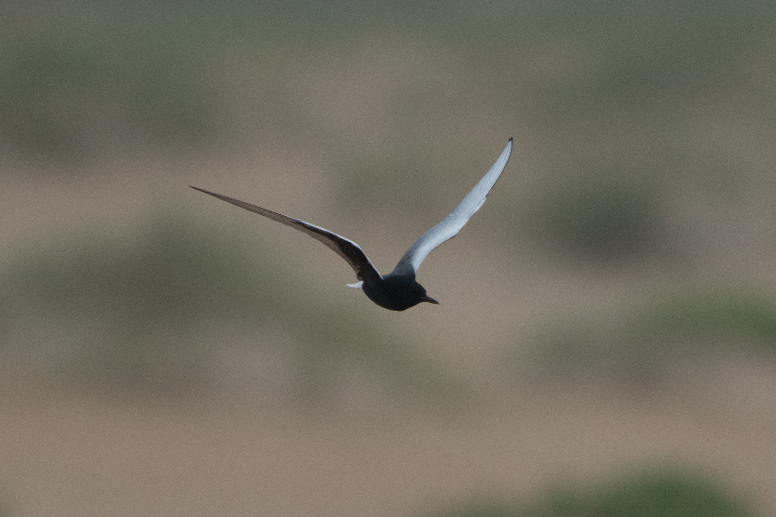 Color photo of a white-winged tern flying.