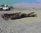 An unidentified shipwreck piece on the beach. An unidentified shipwreck piece on the beach.