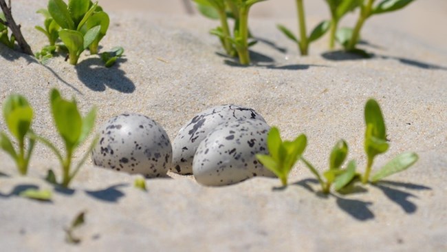 lt= American oystercatcher nest with 3 eggs
