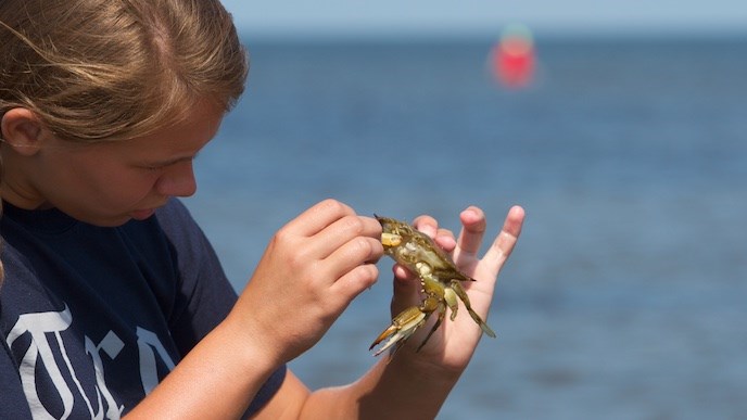 Visitor examining a blue crab