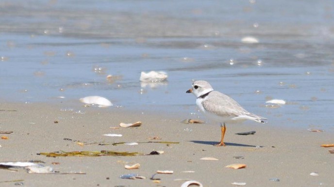 Piping plover standing on the shore