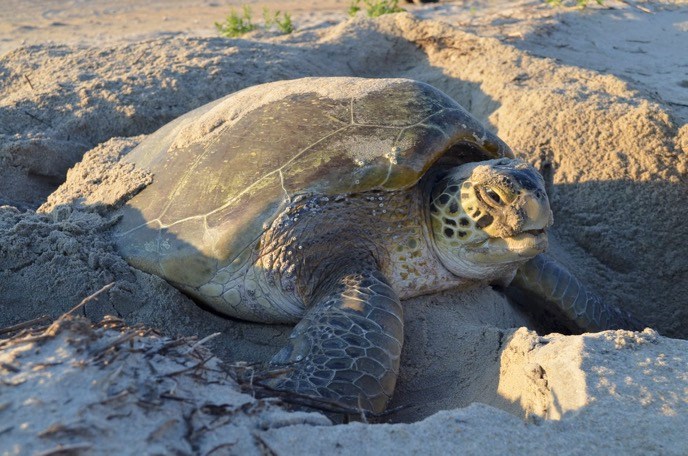 Nesting loggerhead sea turtle.