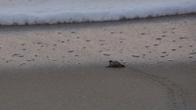 Baby sea turtle crawling across the sandy beach toward sea foam and the ocean at dusk.