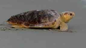 Loggerhead turtle released into the ocean.