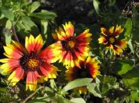 Firewheel (Gaillardia pulchella)