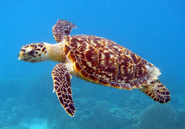 Hawksbill Sea Turtle seen swimming underwater