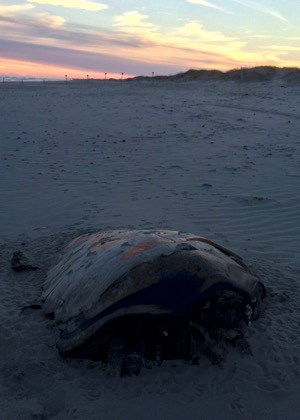 Dead sea turtle marked with orange paint.