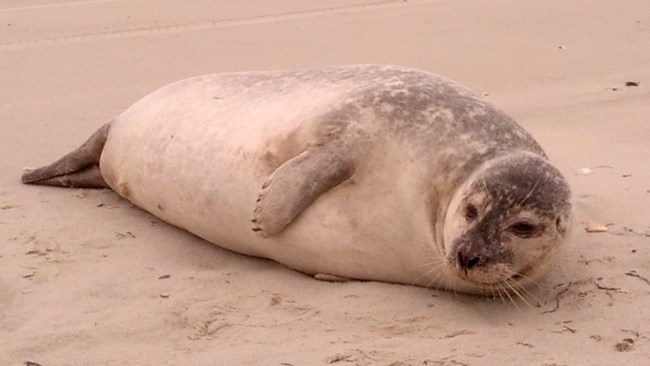 Seal hauled up on the beach on Ocracoke Island