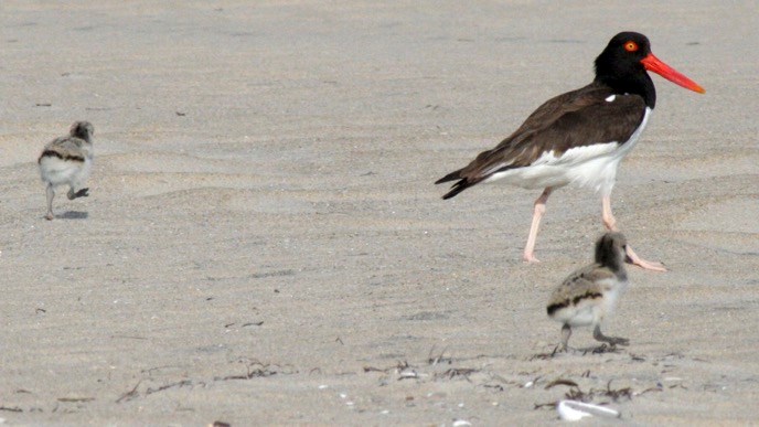 American oystercatcher adult with two chicks