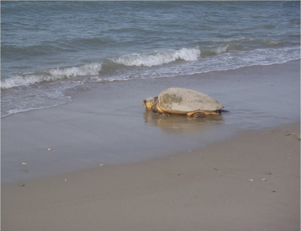 Loggerhead sea turtle heading toward ocean Loggerhead sea turtle heading toward ocean