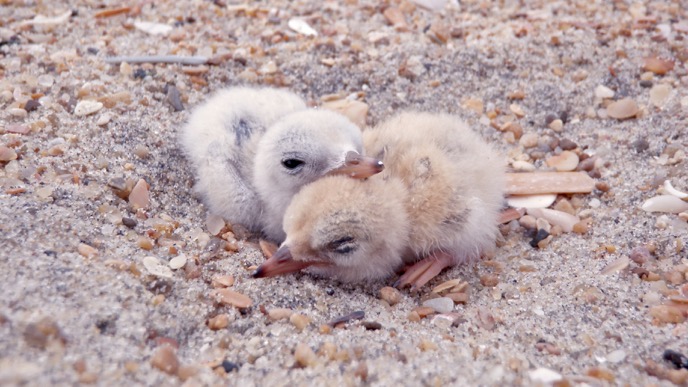 Two least tern chicks