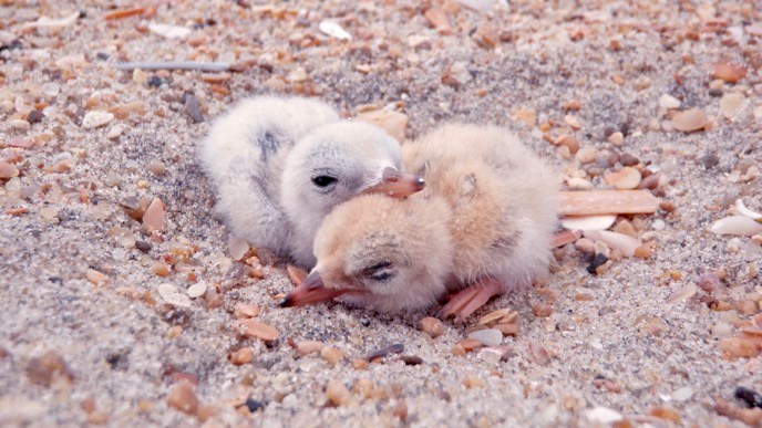 Two least tern chicks