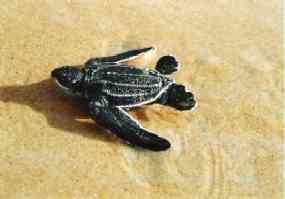 Leatherback hatchling