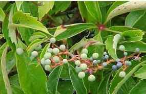 Virginia creeper (Parthenocissus quinquefolia)