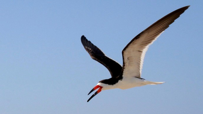 Black skimmer flying in the air