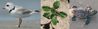 Piping plover adult, seabeach amaranth, and baby sea turtle.