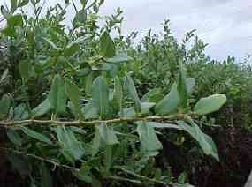 Live Oak (Quercus virginiana)