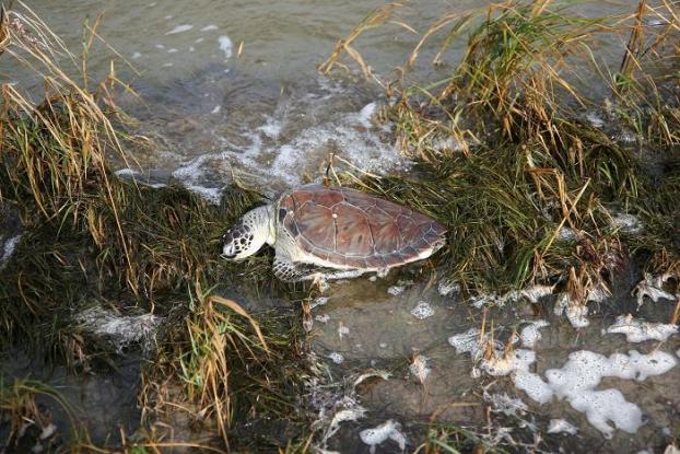 Stranded sea turtle