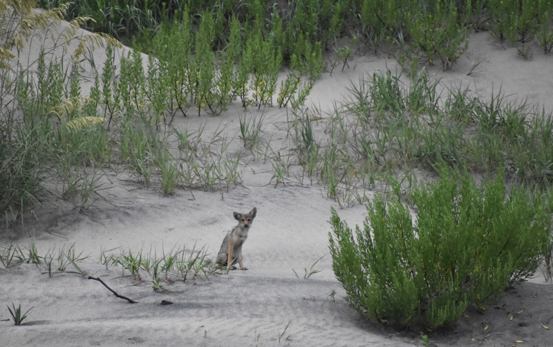 A young coyote sits on a dune near vegetation while looking at camera.