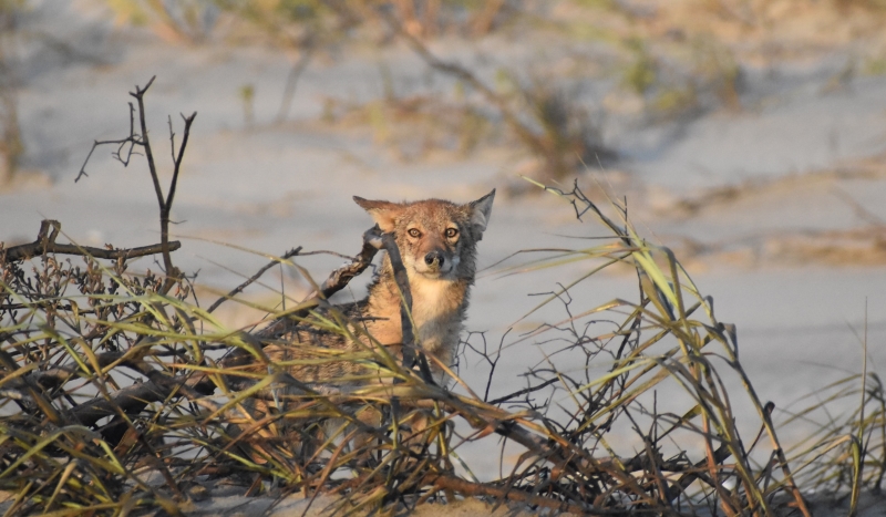 A young coyote looks through vegetation.