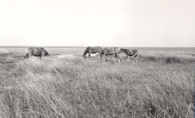Four horses graze near the Pamlico Sound in a May 1956 photo. Four horses graze near the Pamlico Sound in a May 1956 photo.