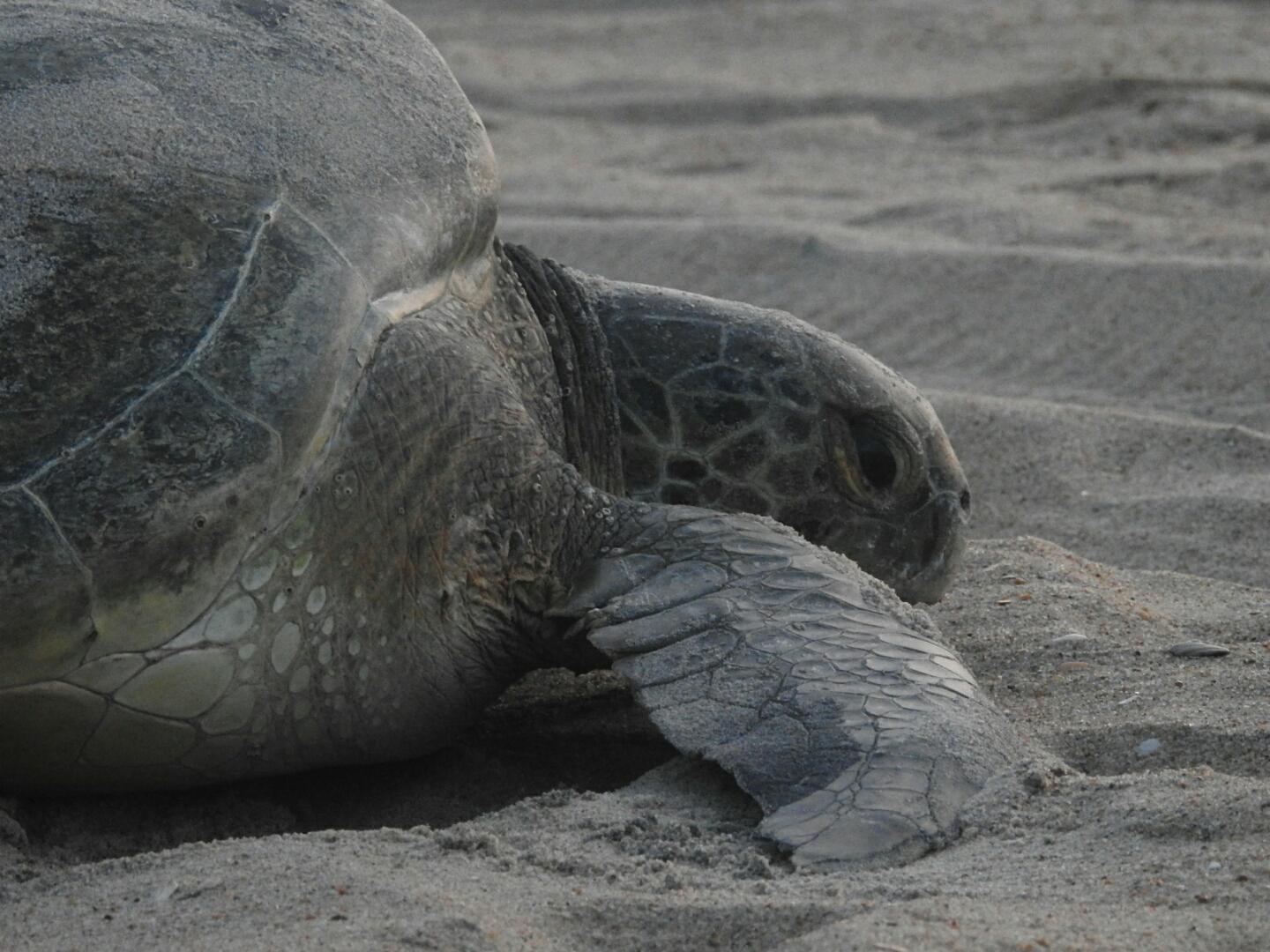 Green sea turtle found near Rodanthe. Green sea turtle found near Rodanthe.