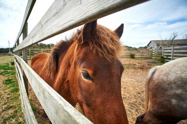 A brown pony inside the Ocracoke pony pen.