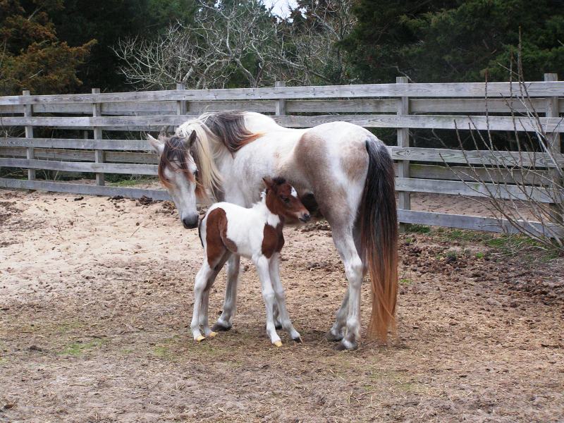 A photo of the newest member of the Ocracoke Island pony herd.  Paloma, a filly, was born on March 22, 2010.