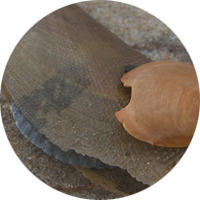 Shells on the beach
